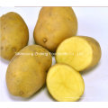 Batata Fresca Chinesa para Exportar